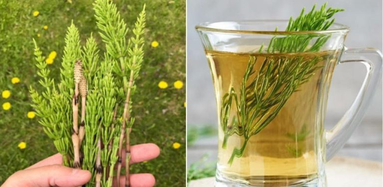 Jak se připravuje čaj z kořene kopřivy, který odstraňuje toxiny z těla a rozpouští ledvinové kameny…