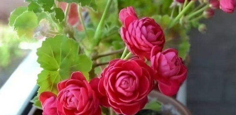 Geranium jako na obrázku – stačí jedna tableta! Vadne, listy žloutnou, téměř nekvete? Jediný jednoduchý prostředek dokáže rostlinu zcela oživit! Zahradníci se podělili o své zkušenosti: keře začnou růst přímo před očima a květy jsou jasné a bohaté.