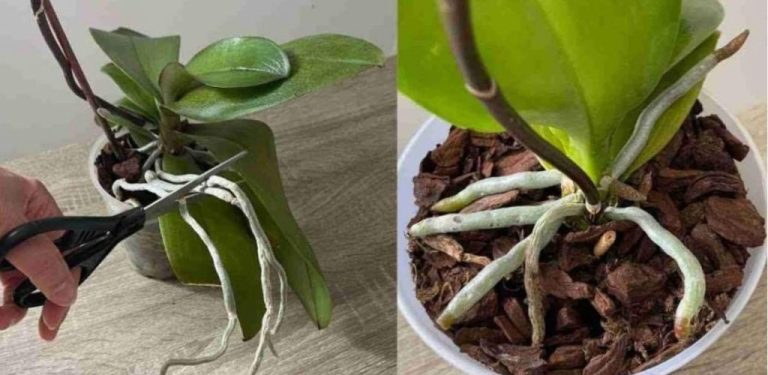 Mnoho květů a kořenů na vašich orchidejích, pokud budete tento postup provádět jednou za měsíc.