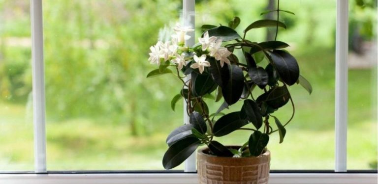 Chcete čerstvější vzduch bez syntetických sprejů? Živý osvěžovač vzduchu: 12 aromatických rostlin pro domácnost a kancelář