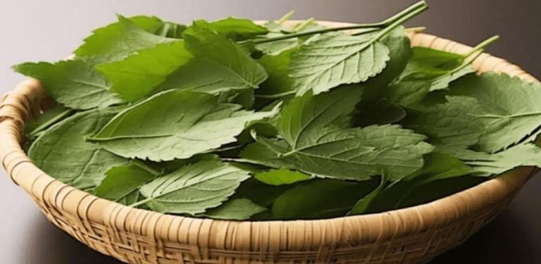 Tento list pomáhá kontrolovat cukrovku, krevní tlak, eliminuje bolesti těla, cholesterol a zlepšuje krevní oběh.