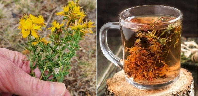 Konzumujte tuto rostlinu tak často, jak jen můžete. Zbaví vás nespavosti, deprese, bolestí břicha, léčí rány a střevní potíže…