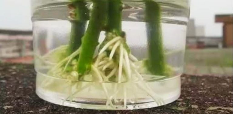 Starodávný recept: roztok, ve kterém odřezek zakoření za 2 dny