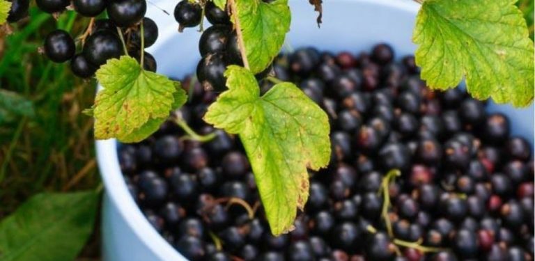 Technologie pěstování černého rybízu: kompletní průvodce výsadbou, péčí a kvalitní produkcí