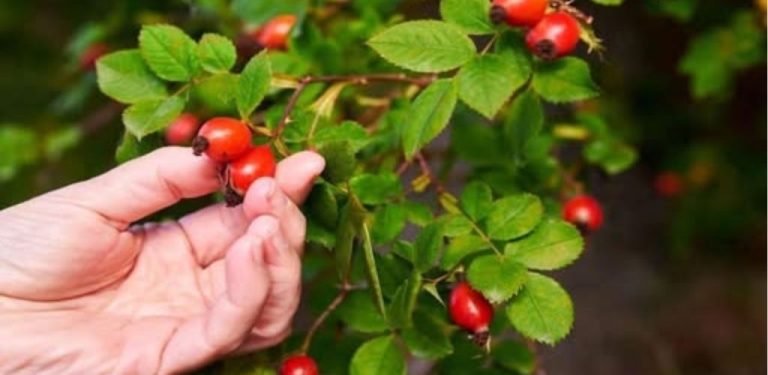 Šípkový víno – „Víno srdce“ nebo „Víno mnichů“, skutečný elixír zdraví (jak se připravuje a jak se správně konzumuje)…