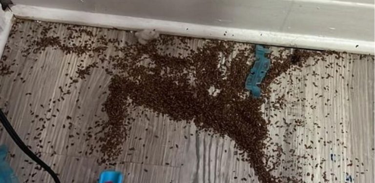 Každé ráno objevovala matka v pokoji své dcery podivnou hromádku, až jednoho dne konečně pochopila, že se jedná o…