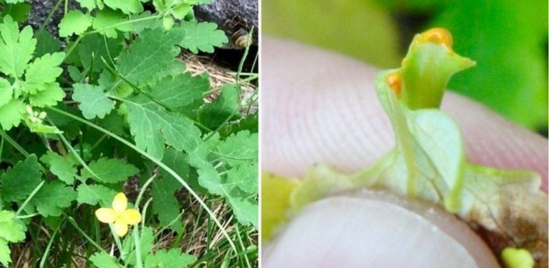 Čistcel (Chelidonium majus): Dar z přírody s léčivou silou
