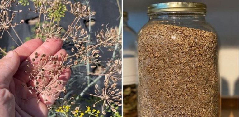Skrytý poklad v semínkách kopru – přírodní lék na trávení, kosti, klidný spánek a hormonální rovnováhu (jak správně konzumovat)…