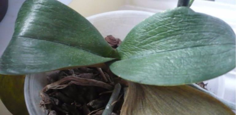 Orchidej je opravdový přeživší: Vadnou jí listy? Dejte jí ještě jednu šanci!