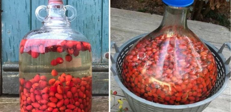 Recept na šípkové víno – Jak připravit tento lahodný nápoj, jehož tradice sahá až 100 let do minulosti…