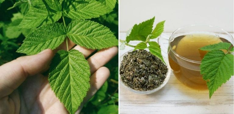 Malinový list – přírodní lék, který funguje pro každého. Tajemství přírody pro hormonální rovnováhu a imunitu…