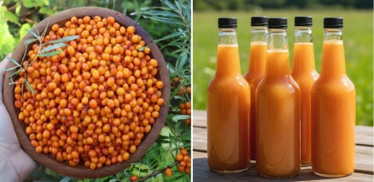 Sirup z rakytníku – přírodní lék na chladné období, který vás zbaví nachlazení a únavy (jak ho správně připravit)…