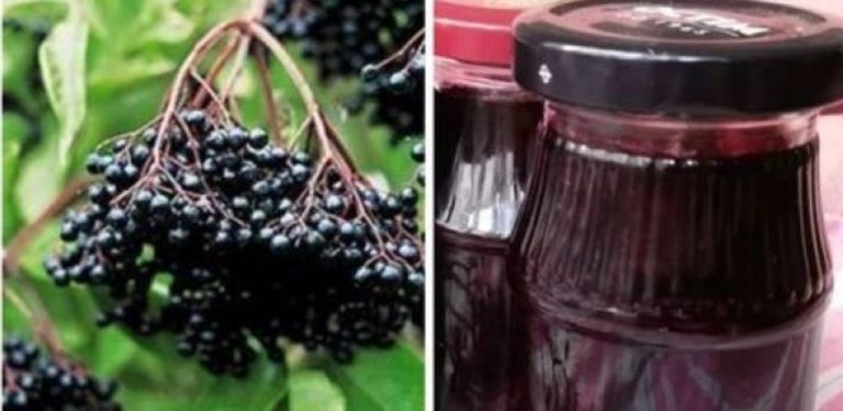 Nápoj z černého bezu – jednoduchý a osvědčený recept na zdraví