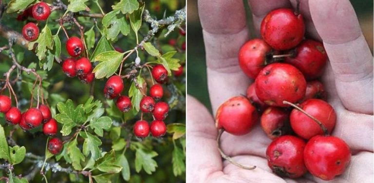 Tinktura z hlohu – přírodní lék na srdce, krevní tlak a nervový systém (jak se připravuje a jak se správně užívá)….