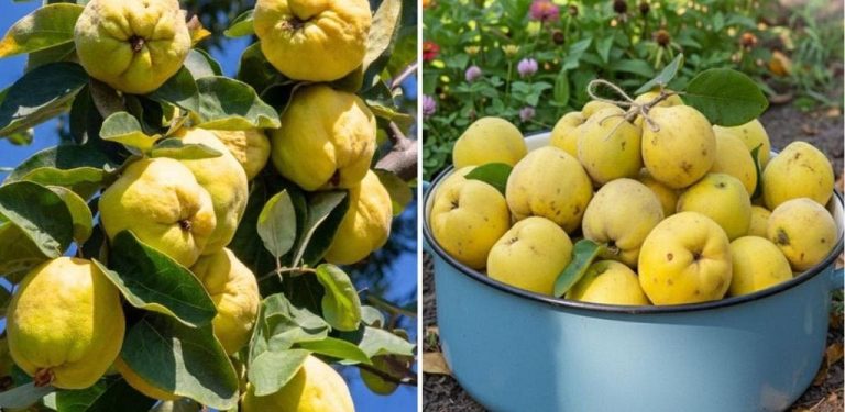 Gutuiata – sladký lék našich prarodičů, který posiluje srdce a zahání únavu (jak se připravuje a jak se konzumuje)…