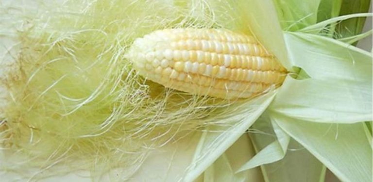 Čaj z kukuřičných vlasů: starý domácí recept na podporu močových cest a detoxu těla