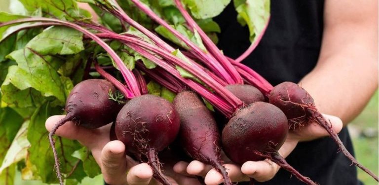 Kompot z červené řepy: tradiční domácí elixír pro energii, vitalitu a podporu zdraví
