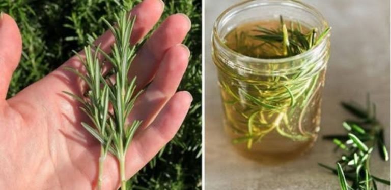 Voda s rozmarýnem – starodávný rituál, který zahání únavu, bolesti kloubů a zlepšuje paměť (recept a konzumace)….