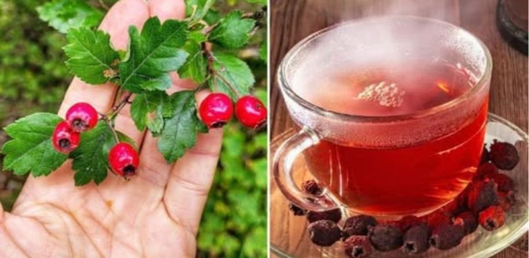Hlohový čaj – nejlepší čaj pro srdce, zmírnění palpitací, regulace krevního tlaku a nespavosti (jak se připravuje a jak se správně konzumuje)…