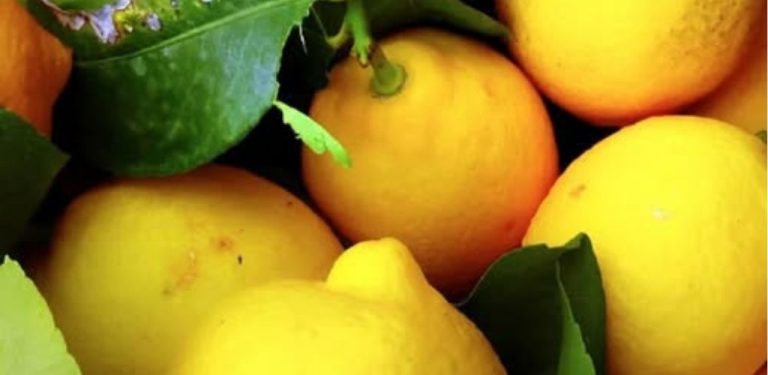 Lékaři odhalili, že konzumace citronů způsobuje…