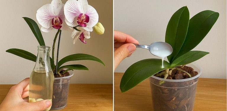 Trik, díky kterému vaše orchidej bude dlouho žít a krásně kvést 😍 Stejně jako všechny rostliny, i orchideje potřebují pozornost a péči. Přírodní prostředky pomohou udržet květinu zdravou a zajistí…