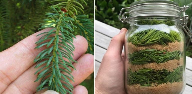 Sirup z borovicových pupenů – zlatý lék na kašel a nachlazení v zimním období (jak se připravuje a jak se správně užívá)…