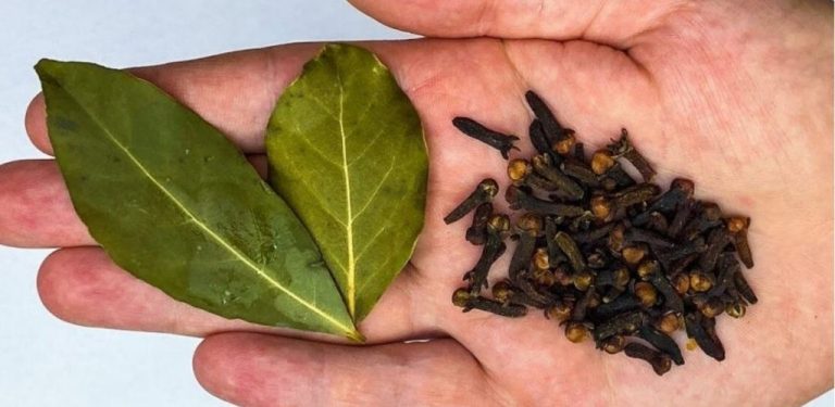 Smíchejte bobkový list a hřebíček: starý domácí recept, který si Češi oblíbili už před generacemi