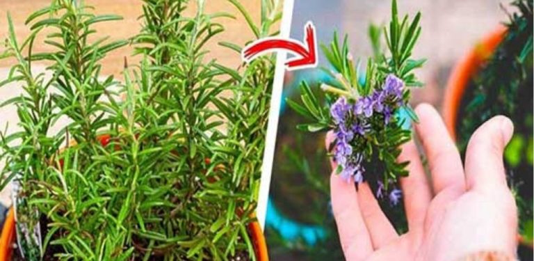 Trik, jak rozkvést rozmarýn a naplnit celý dům vůní