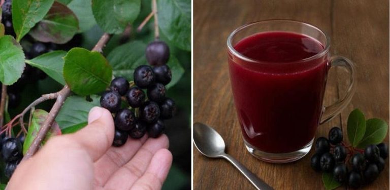 Nejzdravější a nejsilnější ovoce – bomba antioxidantů a vitamínů s léčivými účinky …