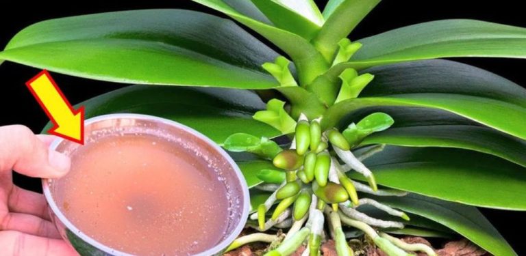 Jedna kapka vytvoří světle zelené listy – takovou orchidej jsem ještě nikdy neviděl.