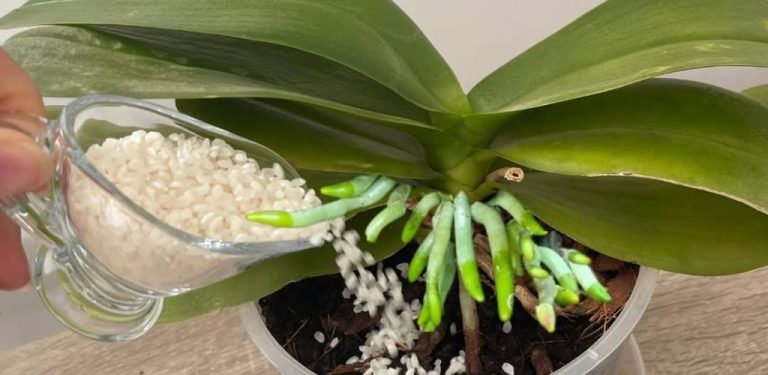 Posypte shora! Nejlepší přírodní hnojivo pro orchideje, které stimuluje kvetení
