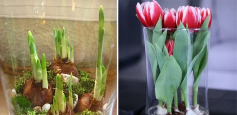 Jak pěstovat narcisy a tulipány ve váze: podrobný návod