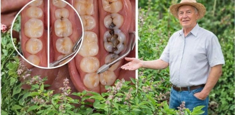 Svatá bazalka pro zdraví ústní dutiny: přírodní lék proti zubnímu kazu, problémům s dásněmi, zápachu z úst a pro silnější zuby…