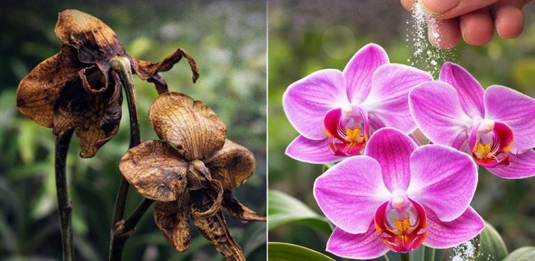 Pokud vaše orchidej vypadá, že je ztracená, ještě ji nevyhazujte. Jednoduchým gestem ji můžete přimět znovu rozkvést a překvapit vás.