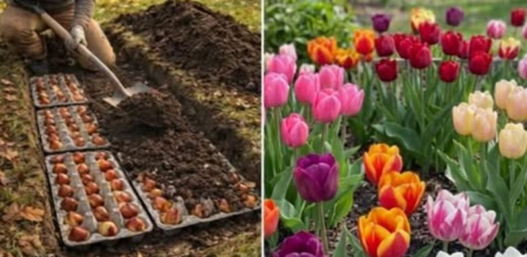 Sázení cibulek květin pomocí vajíčkových obalů: podrobný návod pro barevnou zahradu