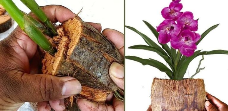 Pokud tuto metodu neznáte, vyzkoušejte ji hned teď . Jak dosáhnout bohatého kvetení orchidejí!