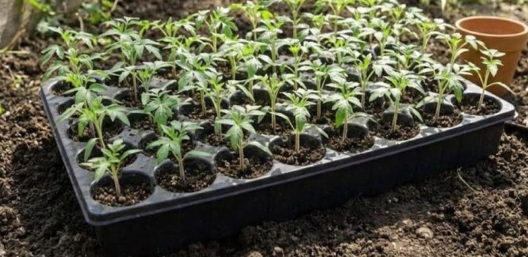 Chybu, kterou dělá mnoho zahradníků. Když je třeba zasadit sazenice do zahrady…