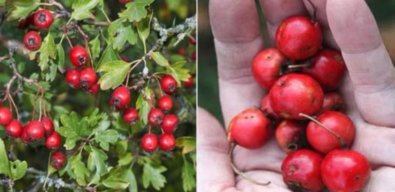 Tinktura z hlohu – přírodní lék na srdce, krevní tlak a nervový systém (jak se připravuje a jak se správně používá)….
