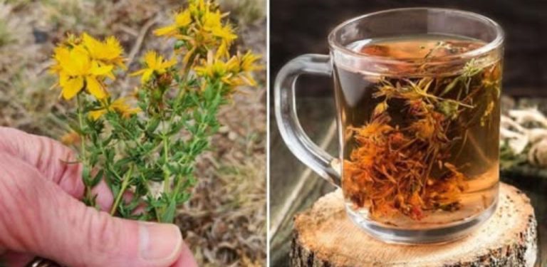 Konzumujte tuto rostlinu tak často, jak jen můžete. Zbaví vás nespavosti, deprese, bolestí břicha…