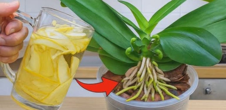 Nejúčinnější hnojivo pro orchideje: už za pár týdnů uvidíte první výhonky! Sdílím ho