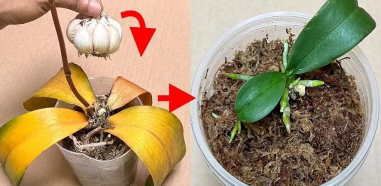 Česnek – kouzelný elixír pro orchideje. Za měsíc budete mít spoustu krásných a bohatých květů….