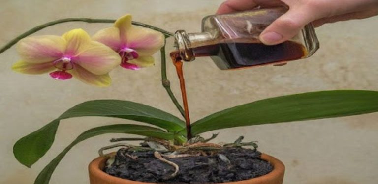Jen jedna čajová lžička a orchidej najednou zázračně rozkvete mnoha květy.