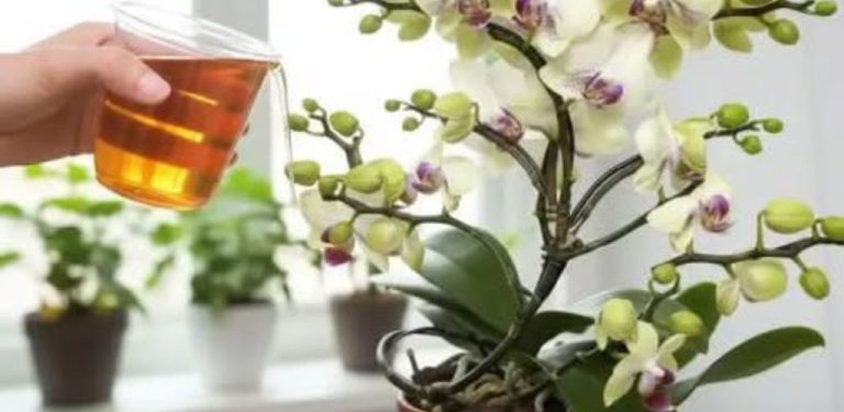 Jak docílit okamžitého rozkvětu orchideje v pouhých 20 jednoduchých krocích
