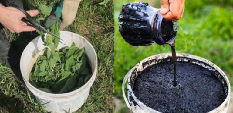 Nejlepší hnojivo, které příroda nabízí: Jak ho připravit a jak ho použít ve vaší zahradě….