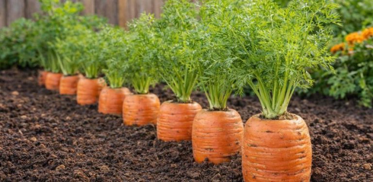 Tajemství zahradníků pro pěstování obřích mrkví 🥕 – levná přísada, díky které rostou rychle a jsou zdravé…