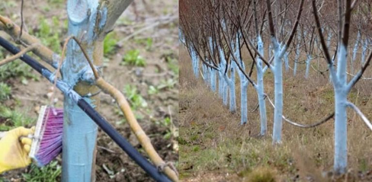 Nejlepší tradiční prostředek na postřik ovocných stromů – jak se připravuje a kdy se aplikuje…