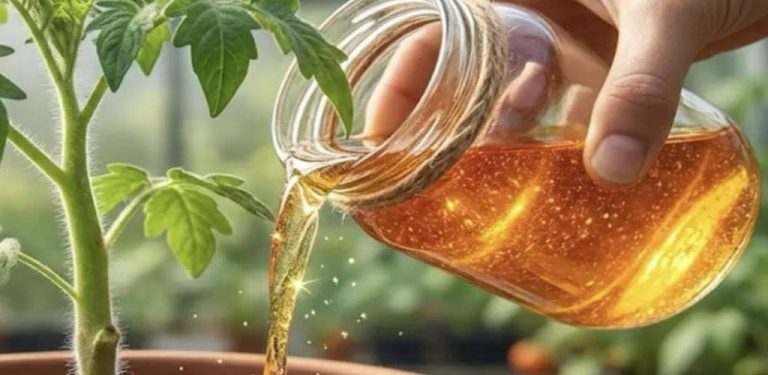 Silné sazenice jako „prst“: můj osvědčený domácí recept pro rajčata, okurky, papriky i lilky