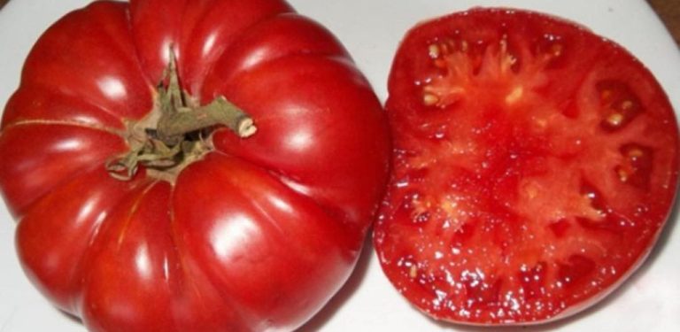 Voda, droždí a cukr: 3 jednoduché ingredience pro bohatou úrodu okurek a rajčat po celou sezónu…