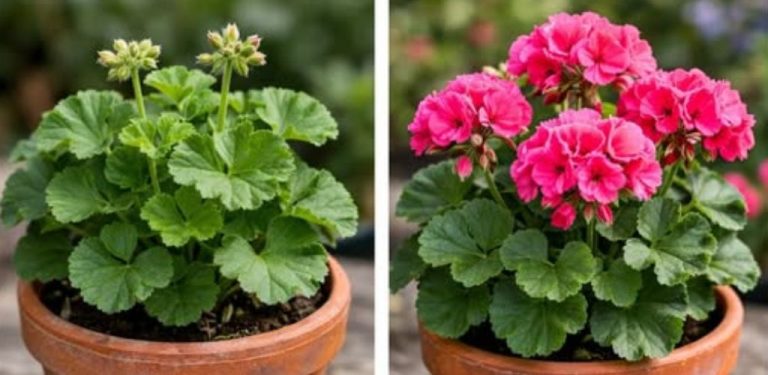 Co nemá ráda muškátová pelargonie: škoda, že jsem to zjistila až teď