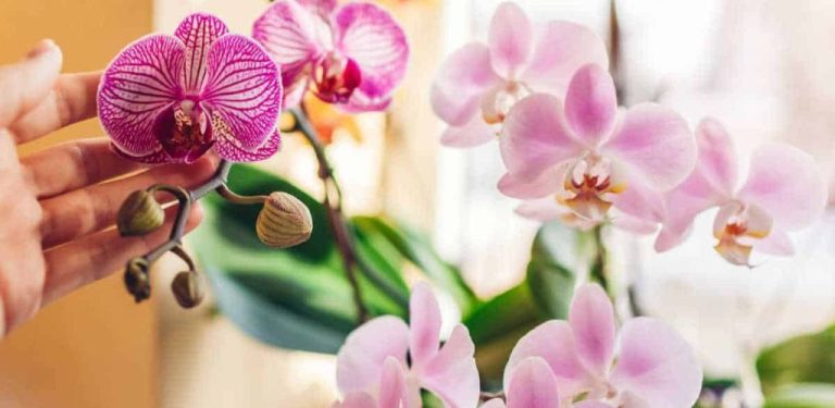 Tipy, jak zajistit, aby orchidej bohatě kvetla